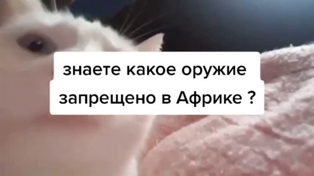 БЕЛЫЙ КОТ ТРЯСЕТ ГОЛОВОЙ ПОД МУЗЫКУ 2 ЧАСТЬ смотреть онлайн
