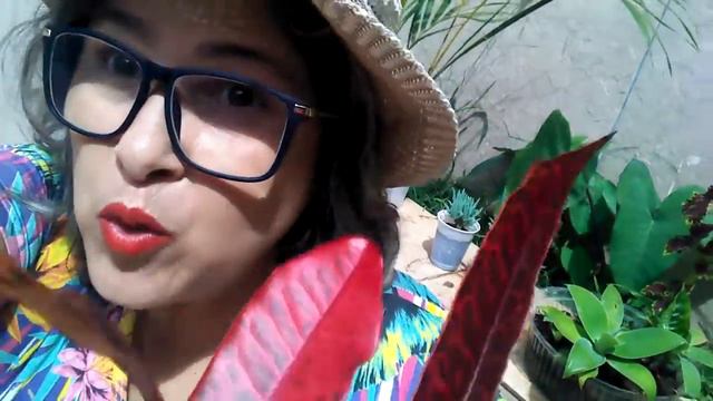 Brotação de croton, e como fazer enraizar! смотреть онлайн