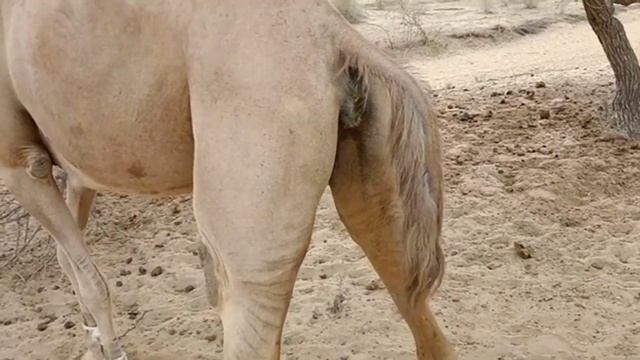 A Female Camel Ready For Meeting / Camel Meeting / Camel By Camel / Camel Of Thar