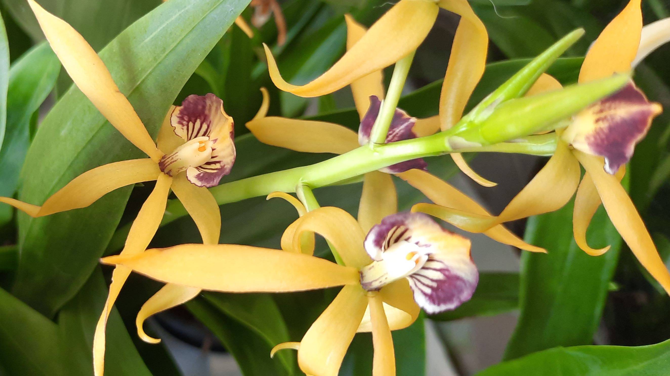 ЗАВОЗ ЦВЕТОВ В ОРХИДЕЮ 27 06 24 смотреть онлайн