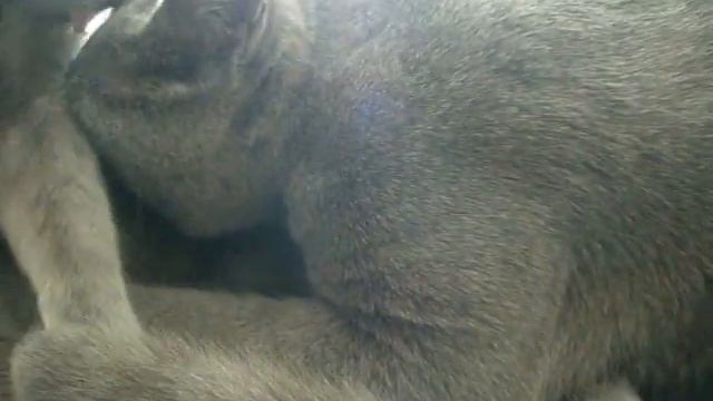 Big Baby смотреть онлайн