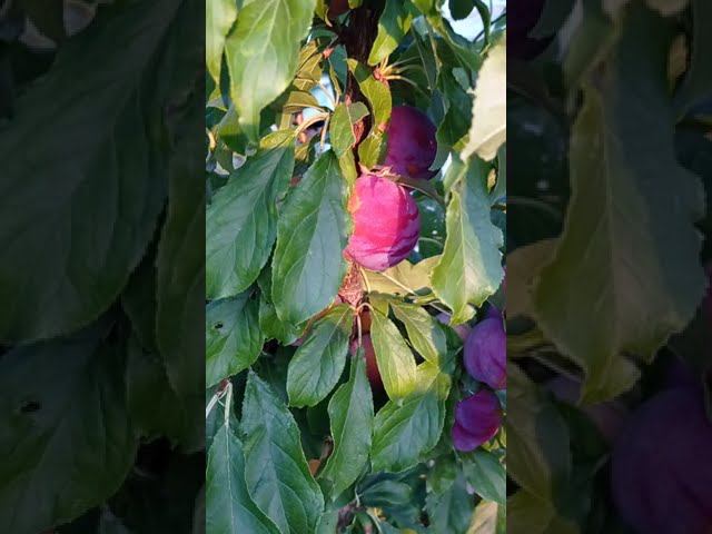 Плаэри Свит Триат (Sweet Treat)