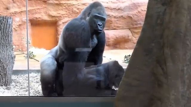 Duni a Kisumu - páření 10. 10. 2022 смотреть онлайн