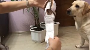 Трусы для собаки, где купить