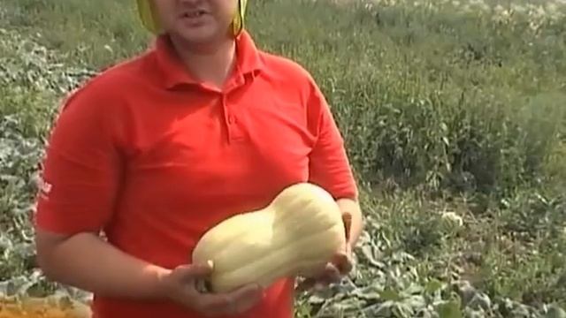 Тыква Матильда F1 - Enza Zaden смотреть онлайн