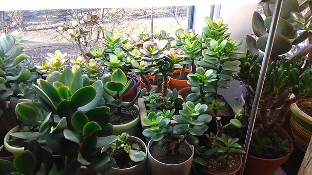 Денежное дерево. Мини-видеообзор моей полки. Jade, Crassula ovata смотреть онлайн