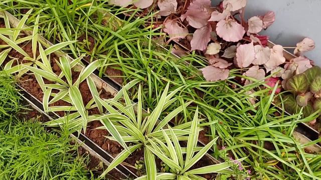 ഇന്റർലോക്കിൽ ബോർഡർ ചെടികൾ നടാൻ ഒരു കിടിലൻ വിദ്യ/ ഉപയോഗ ശൂന്യമായ പാത്തിയിൽ ചെടികൾ നടാം смотреть онлайн