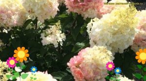 Гортензия метельчатая Литтл Блоссом. Краткий обзор, описание hydrangea paniculata Little Blossom