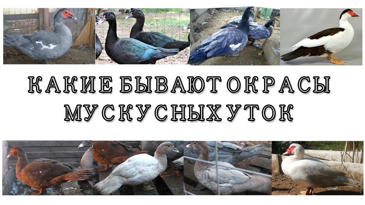 КАЛЬКУЛЯТОР ЦВЕТОВ МУСКУСНОЙ УТКИ .перезалив с дополнением смотреть онлайн