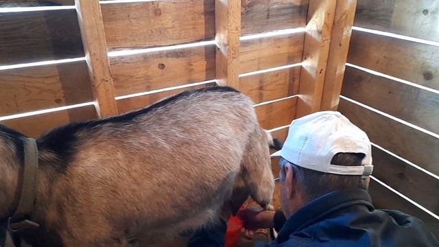 По удоям козы я невру. смотреть онлайн