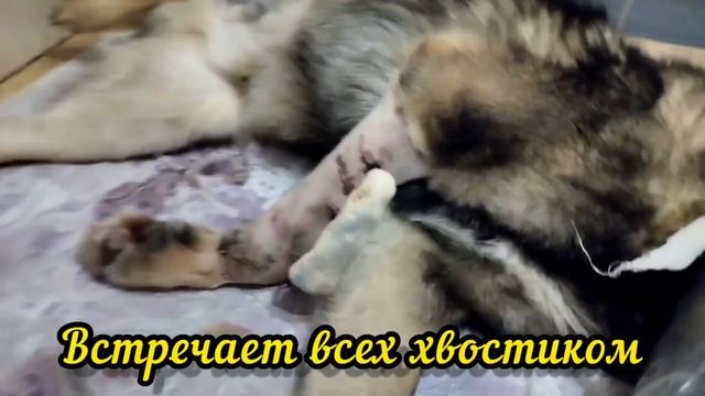 Пациенты бесплатной ветсанчасти передают привет!Кольчуга, Малыш, Полкан, Ладочка, Белыш Тимоха и д смотреть онлайн