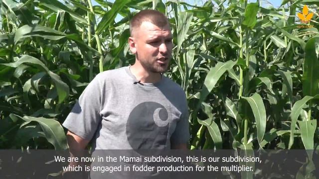 40 тонн кукурузы с гектара – результат слаженной работы смотреть онлайн