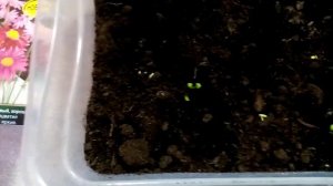 Взошли СЕМЕНА Персидской РОМАШКИ !!!    НЕПЛОХО!!!   МНОГОЛЕТНЯЯ!!!  МОРОЗОУСТОЙЧИВАЯ!!!   8.2.24г.