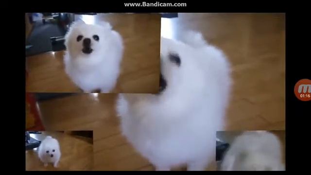 Tobi Fox Music