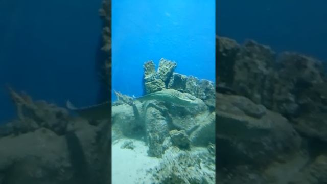 Мурена на коралловом рифе  Большой морской аквариум  Огромная мурена