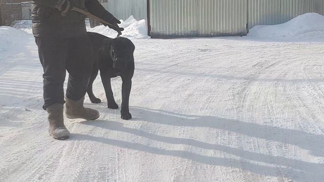 алабаи нашего питомника 89278137957 ватсап смотреть онлайн