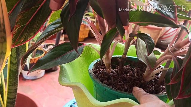 Aglaonema-Ever Green Chinese Plant(154) смотреть онлайн