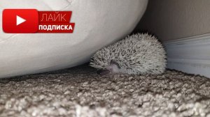 Топ 10 домашних животных | Домашние животные