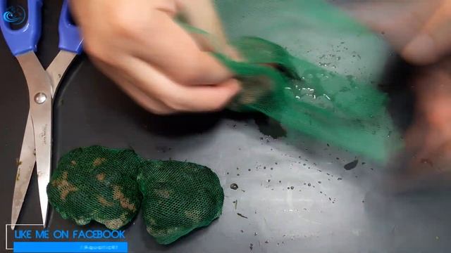 How To Make Aquarium Java Moss Balls DIY (Fast Cheap And Easy) смотреть онлайн