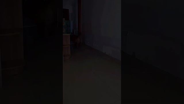 毛爸为了玩游戏让四毛去买饮料，四毛看不惯直接在酸奶中加面粉，这下毛爸要遭殃了【起错名的四毛】 смотреть онлайн