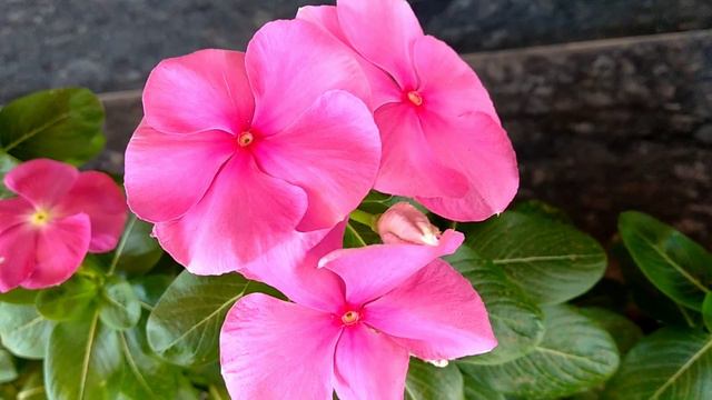 Vinca Plant Care/Flowering Plant Malayalam/ നിത്യകല്യാണി/ഉഷമലരി/ശവനാറി ചെടി അറിയേണ്ടതെല്ലാം смотреть онлайн