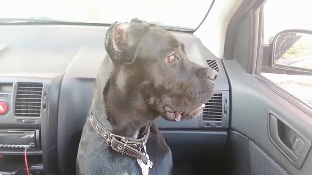 Кане-корсо 5 месяцев .Первая поездка на рыбалку. смотреть онлайн