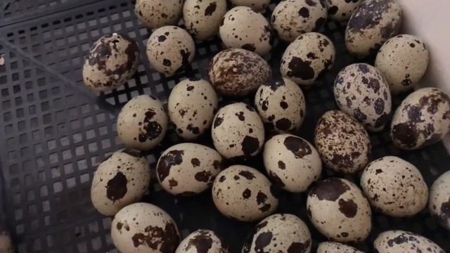 Как повысить влажность в инкубаторе. Перепела вывелись раньше. Вылупления перепел. смотреть онлайн