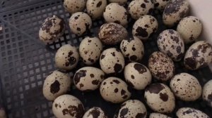 Как повысить влажность в инкубаторе. Перепела вывелись раньше. Вылупления перепел.