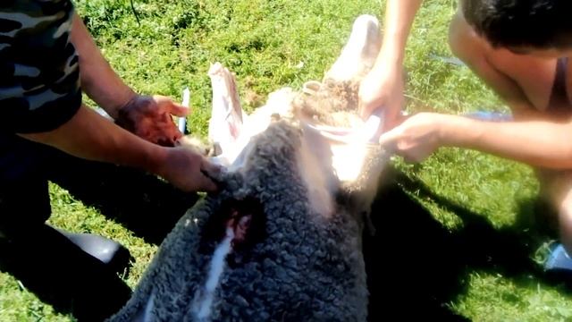 Разделка барана в Бурятии смотреть онлайн