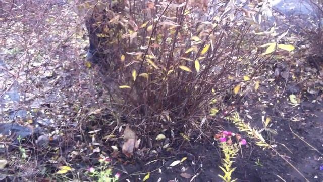 Уборка кустарников смотреть онлайн