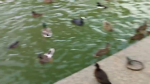 Эх Хрен в Питере 6 день смотреть онлайн