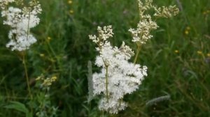 Лобазник вязолистый летний сбор