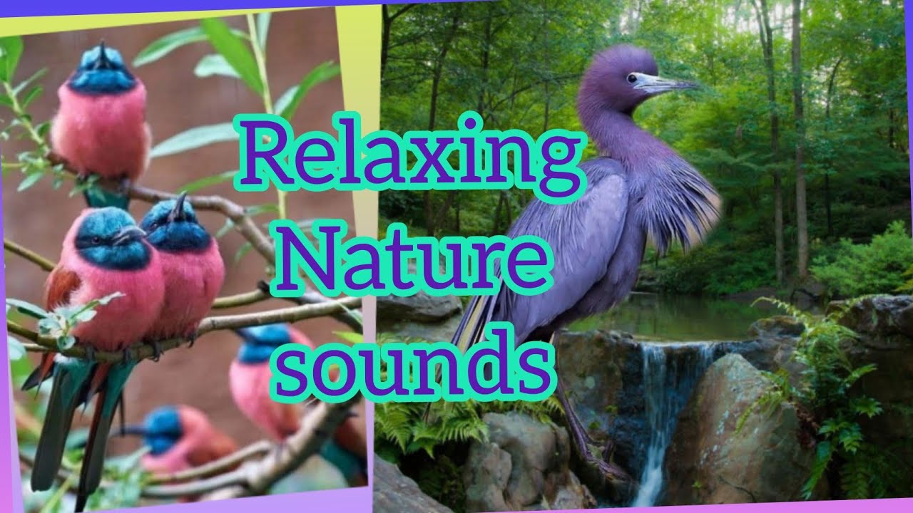 Пение птиц в лесу! Красивые пейзажи! Релакс #звукилеса.mp4