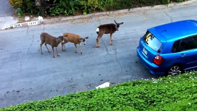 +100500 s02e208 Кошак обосрак смотреть онлайн