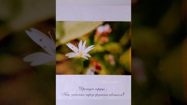 ПРЕДЧУВСТВИЕ ВЕСНЫ фотовыставка в видеоформате:)#SnezhanaMay смотреть онлайн