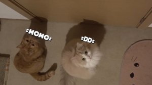 Cats vs Laser | Kittisaurus