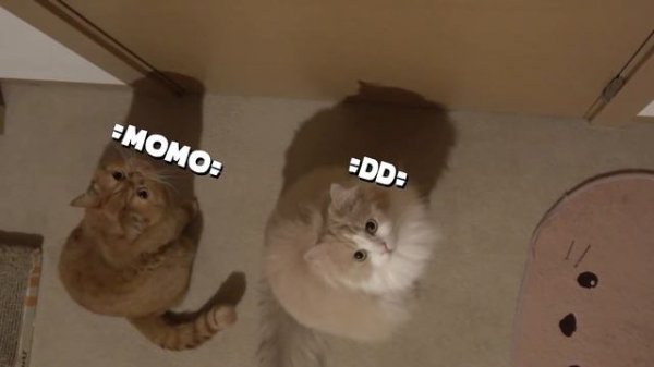 Cats vs Laser | Kittisaurus