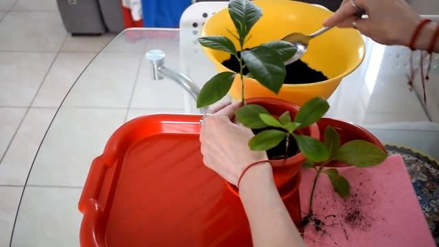 Пересадила цитрусовые в горшке смотреть онлайн