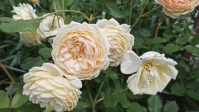 Роза Краун Принцесс Маргарет . Rosa Crown Princess Margareta .