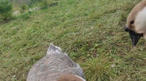 Гуси Большая львиная голова