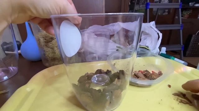 Орхидеи / Замороженная орхидея / Пират Пикоти бабочка. Часть 3 24 ноября 2022 г. смотреть онлайн