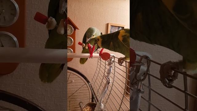 Амазон попугай в нашем доме. Полезное в рационе попугаев амазонов смотреть онлайн