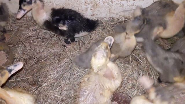 Утки голубой фаворит! Выгодно ли держать эту птицу? Наши утята! смотреть онлайн