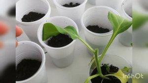 Что Делать с Вытянувшейся Петунией? #рассада #gardening