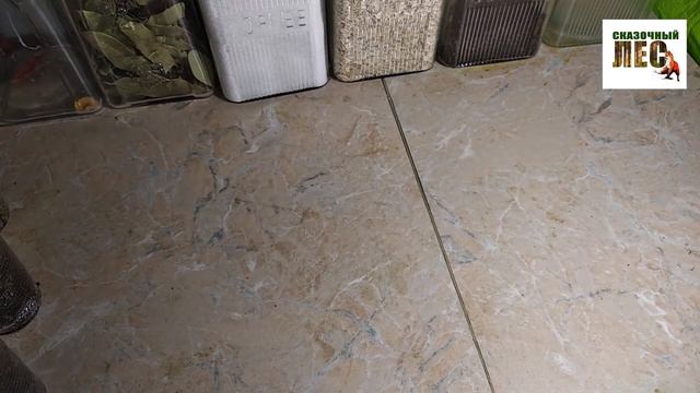 РАСТЕНИЯ/болезни семейства Амариллисовых/ГИППЕАСТРУМ и ТЛЯ/красная ожог/СКАЗОЧНЫЙ ЛЕС смотреть онлайн