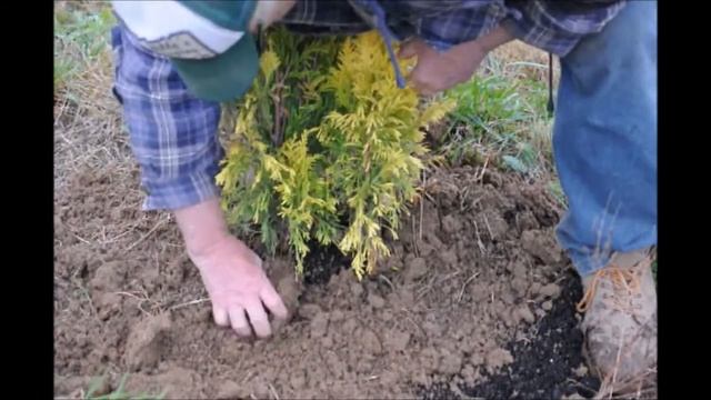 Forever Goldy Arborvitae Thuja plicata '4EVER' PP19267 Being Planted смотреть онлайн