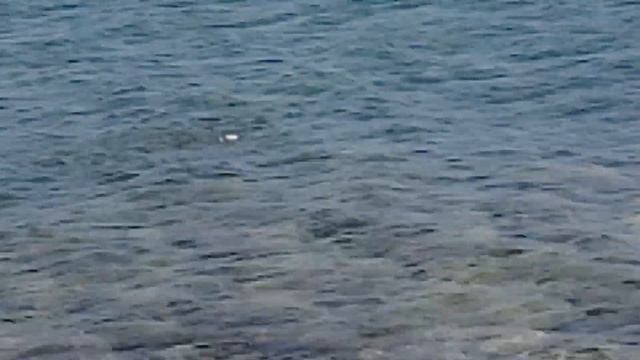 SoKaR Balık Avı (Siganus luridus), Mersin-Taşucu-Mavikent - Kıbrıs takımı ile -2019 смотреть онлайн