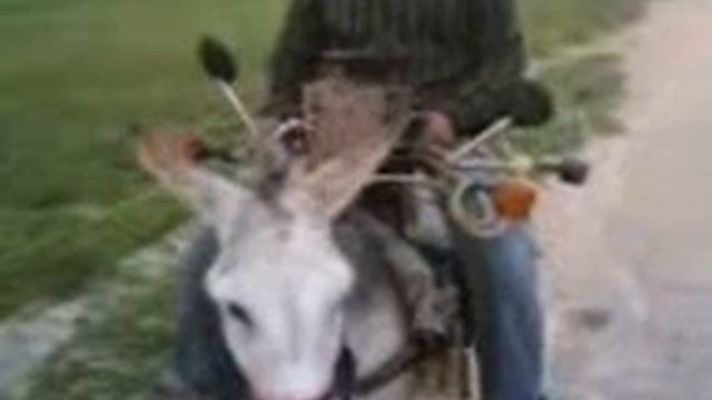 Чоткий осёл [Прикол века] смотреть онлайн