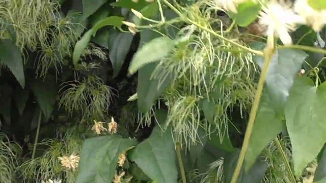 Hierba de los pordioseros: Clematis vitalba (www.riomoros.com) смотреть онлайн