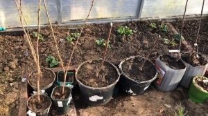 Обработка Теплицы Без Химии!!! Перекись Водорода Обеззараживает Все!!